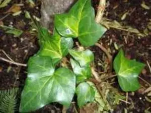 Hedera helix 'Serenade'