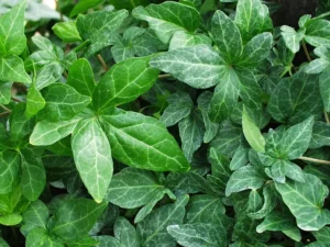 <em>Hedera helix</em> ‘Shamrock’ - Ornamental ivy