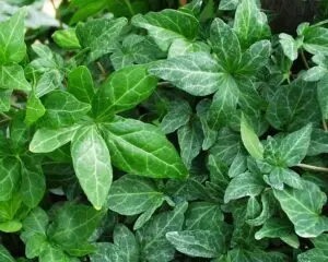 Hedera helix 'Shamrock'