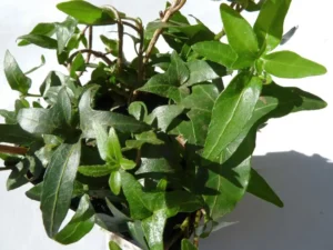 Hedera helix 'Shannon'