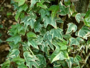 Hedera helix 'Silver Ferney'