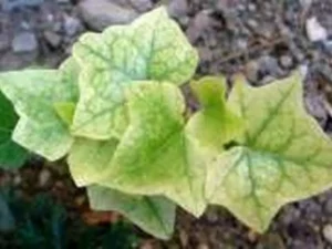 <em>Hedera helix</em> &lsquo;Sinclair Silverleaf&rsquo; – Lierre d&rsquo;ornement