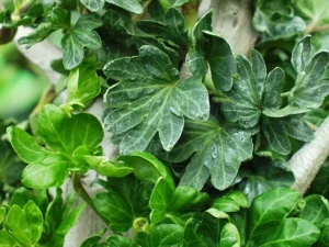 <em>Hedera helix</em> ‘Small Deal’ - Ornamental ivy