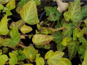 <em>Hedera helix</em> ‘Smaryll’ - Ornamental ivy