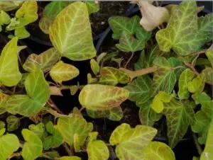 Hedera helix 'Smaryll'