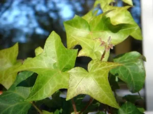 Hedera helix 'Smithii'