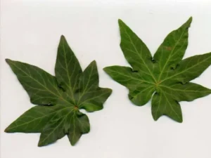 <em>Hedera helix</em> &lsquo;Sonja&rsquo; – Lierre d&rsquo;ornement