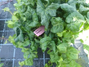 Hedera helix 'Sophien'