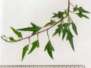 <em>Hedera helix</em> ‘Spear Point’ - Ornamental ivy