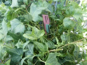 Hedera helix 'Spectre'