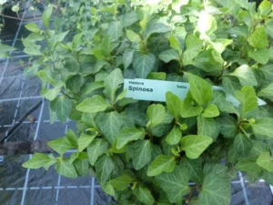 Hedera helix 'Spinosa'