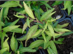 <em>Hedera helix</em> ‘Stella’ - Ornamental ivy