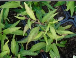 Hedera helix 'Stella'