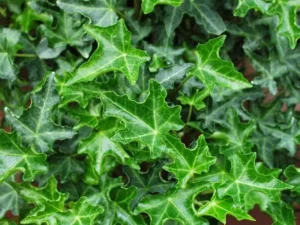<em>Hedera helix</em> ‘Stuttgart’ - Ornamental ivy