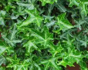 Hedera helix 'Stuttgart'