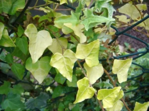 Hedera helix 'Sunrise'