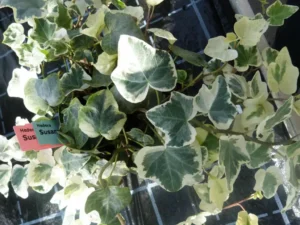 Hedera helix 'Susanne'
