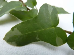 Hedera helix 'Szara Stopka'