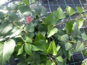 Hedera helix 'Tanja' Arborescent