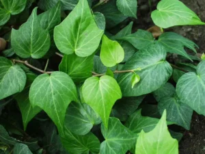 <em>Hedera helix</em> ‘Teardrop’ – Ornamental Ivy