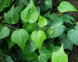 Hedera helix 'Teardrop'