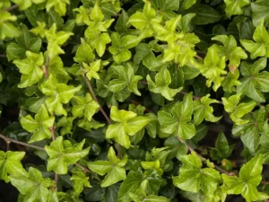 Hedera helix 'Telecurl'