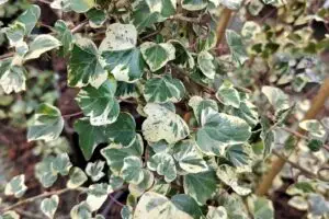 Hedera helix 'Teneriffe'