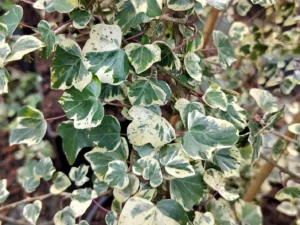 <em>Hedera helix</em> ‘Teneriffe’- Ornamental ivy