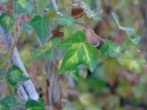 Hedera helix 'Tiger Eyes'