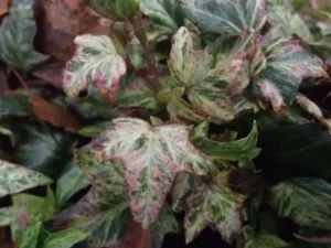Hedera helix 'Topazolite'