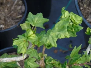 Hedera helix 'Bonzy'