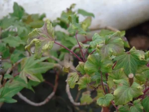 Hedera helix 'Cristo'