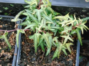 <em>Hedera helix</em> &lsquo;Très Coupé&rsquo; – Lierre d&rsquo;ornement