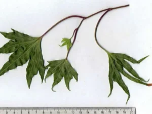 <em>Hedera helix</em> ‘Triton’ - Ornamental Ivy