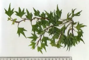 Hedera helix 'Troll'