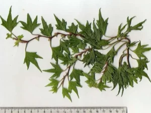 <em>Hedera helix</em> ‘Troll’ - Original ornamental ivy