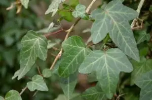 Hedera helix 'Trustee'