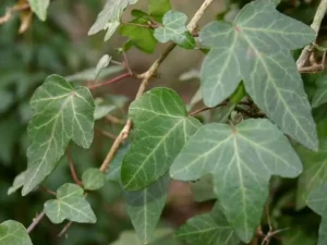 <em>Hedera helix</em> ‘Trustee’- Ornamental ivy