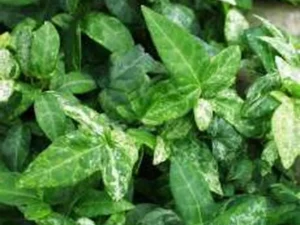 <em>Hedera helix</em> ‘Tussie Mussie’- Ornamental ivy