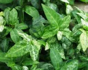 Hedera helix 'Tussie Mussie'