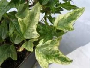 Hedera helix 'Twilight'