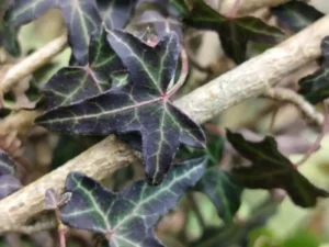 Hedera helix 'Typ Von Helensburgh'