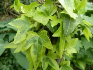 Hedera helix 'Ursula'