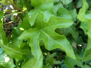 Hedera helix 'Victoria'