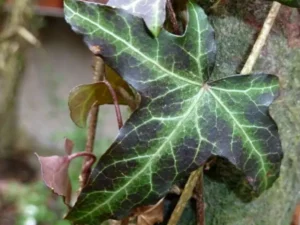 <em>Hedera helix</em> ‘Waabs’- Ornamental ivy