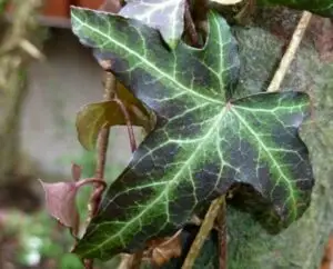 Hedera helix 'Waabs'