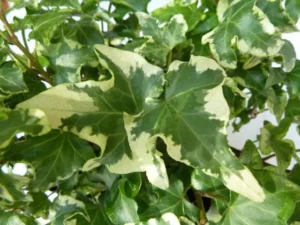 Hedera helix 'Wellenspiel'