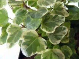 Hedera helix 'White Wonder'