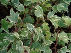 Hedera helix 'White ripple'