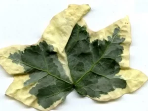 <em>Hedera helix</em> ‘Williamsiana’- Ornamental ivy